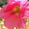 Hollyhock (Fuchsia Pink) Seeds -Plants Shop 20230115 101008