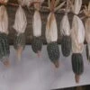 Oaxacan Green Corn Seeds -Plants Shop 20230609 190327 scaled 1