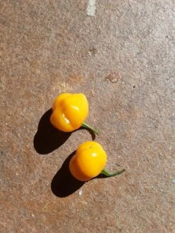 Golden Habanero Chilli Seeds
