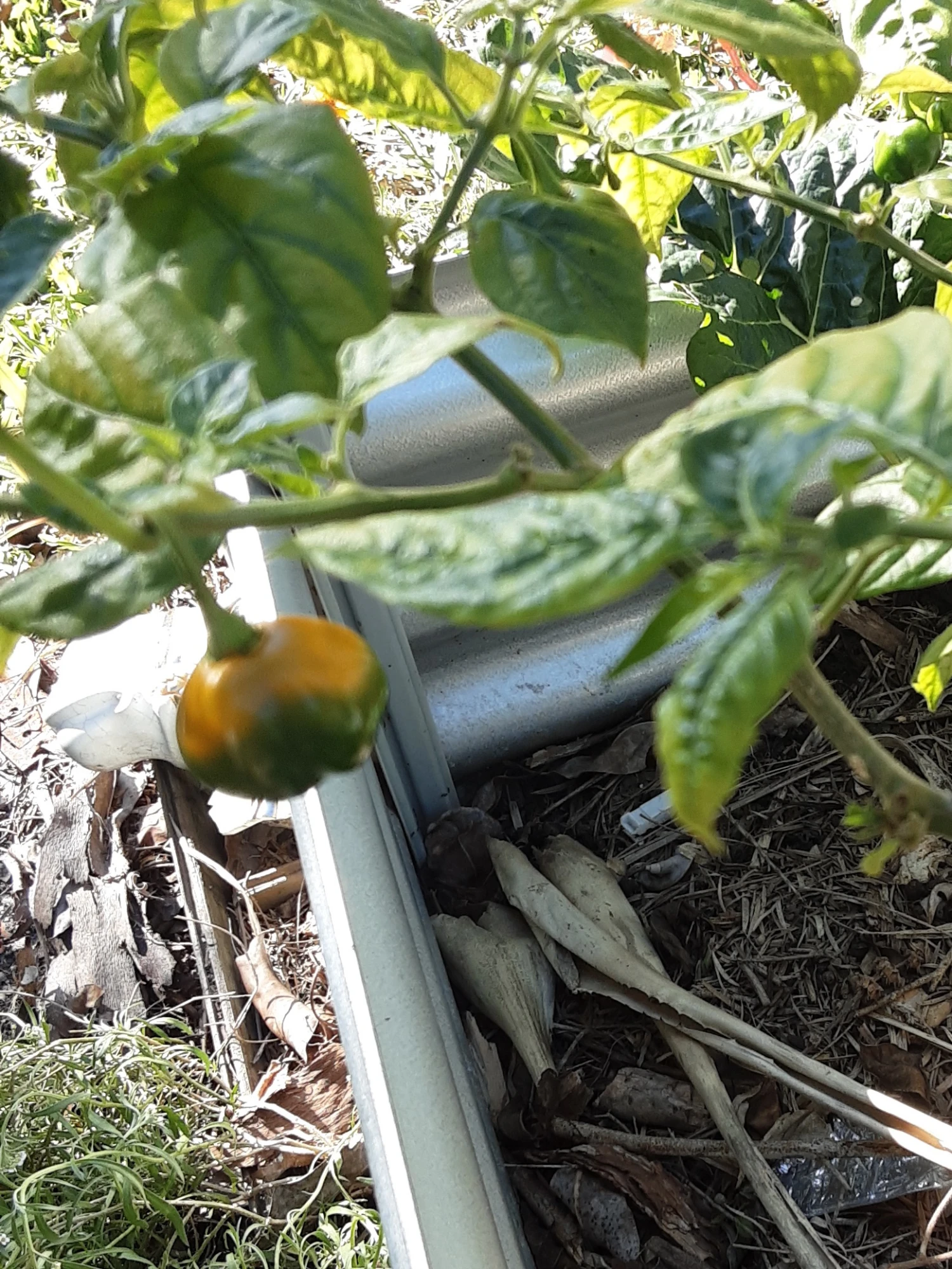 Golden Habanero Chilli Seeds 4 Golden Habanero Chilli Seeds - Image 2