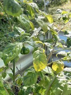 Golden Habanero Chilli Seeds 7 Golden Habanero Chilli Seeds -Plants Shop 20230610 122913