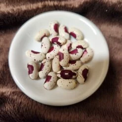 Bush Bean – Jacobs Cattle Seeds