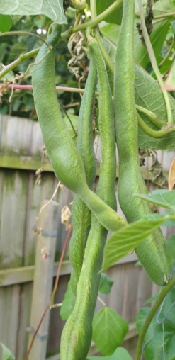 Organic Scarlet Runner Bean Seeds