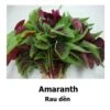 Amaranth Mixed Seeds -Plants Shop 21FAFC88 4350 44BE A953 72D86A38509F