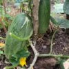 Giant Cucumber/ Dưa Leo Mèo Seeds -Plants Shop 273457660 666288504719119 1050478623167301300 n scaled 1