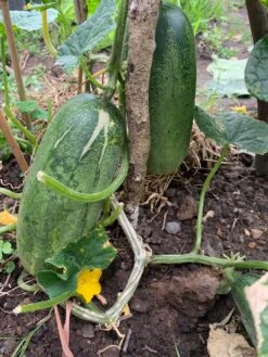Giant Cucumber/ Dưa Leo Mèo Seeds