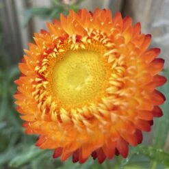 Xerochrysum Bracteatum (Mixed Colour) Everlasting Paper Daisy (5g Bulk) Seeds -Plants Shop 28DB8A0F 18B1 4FBC BA0C 22D880465780