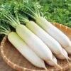 White Radish Seeds -Plants Shop 2A714695 070E 4350 9583 E7B56CC9CB41