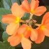 Organic Firecracker Flower/ Crossandra Infundibuliformis/ Kanakambram Seeds -Plants Shop 2DCC4E4A 4A35 4A20 823A 195AD3A45CAD
