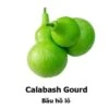 Calabash Seeds -Plants Shop 2F79713C 963B 4CAF 850B 489958D034BE