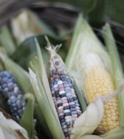 Glass Gem Corn Seeds