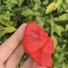 Mad Hatter Capsicum Seeds -Plants Shop 370330905 281589578129225 8044746083816151951 n