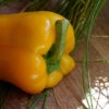 Yellow Capsicum ‘Amigo Gold’ – Capsicum Annuum Seeds 1 Yellow Capsicum ‘Amigo Gold’ – Capsicum Annuum Seeds -Plants Shop 37B48FA5 76DE 44F2 88EA AFE344FA9CA0