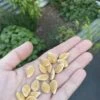 Qld Blue Pumpkin Seeds -Plants Shop 387573502 334183865767923 7501218141331748570 n 1