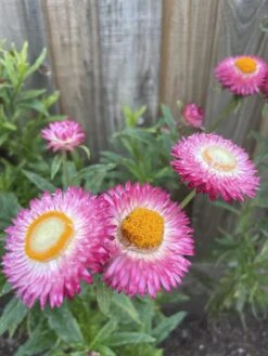 Xerochrysum Bracteatum (Mixed Colour) Everlasting Paper Daisy (5g Bulk) Seeds -Plants Shop 3CC8A32F 9EE2 425E A35F 0446BDCBE8A8 scaled 1