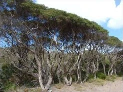 Melaleuca Lanceolata – Moonah Seeds -Plants Shop 3c94132763ec9a0d0c20b8b74b90938d