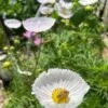 Cosmos – Cupcakes Blush Seeds -Plants Shop 412834636 10161118153904286 8273275278491359525 n