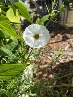 Cosmos – Cupcakes Blush Seeds -Plants Shop 412981759 10161118154054286 7830763439033590290 n 1