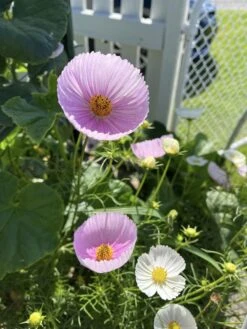 Cosmos – Cupcakes Blush Seeds -Plants Shop 415039998 10161118155074286 8443996620472269769 n