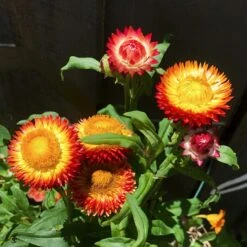 Xerochrysum Bracteatum (Mixed Colour) Everlasting Paper Daisy (5g Bulk) Seeds -Plants Shop 47072BBB EA04 406D 8C9C 8B62C85A50A9