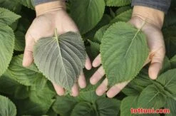 Perrila Frutescens/green Perrila/Korean Perrila/lá Mè Hàn Quốc Seeds -Plants Shop 470AA9FC 4263 4A47 B1CB 71C15C0C678A