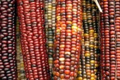 Corn – Painted Mountain Seeds 8 Corn – Painted Mountain Seeds -Plants Shop 49167fa9d7c13c4f2616b7b0947a768a