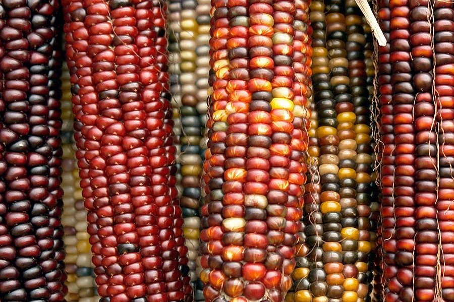 Corn – Painted Mountain Seeds 5 Corn – Painted Mountain Seeds - Image 3