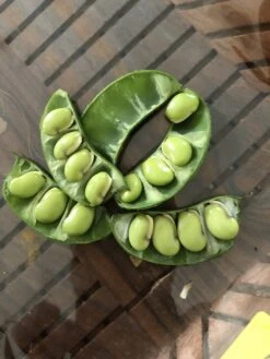 Organic Lablab Bean Vine Variety /Indian Bean/Avarakkai Seeds -Plants Shop 498595C5 2745 4540 9089 D9087C959457 scaled 1