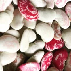 Organic Double Beans/ Tropical Lima Beans Seeds