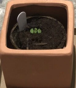 Organic Basil- Krishna Tulsi Seeds -Plants Shop 54CC2F4E ED0B 4F61 992C 2E93EB23FD4C