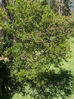 Other Dwarf Pomegranate Seeds -Plants Shop 58F613CD 344F 4EF0 B8B3 7F20EE9474F2 scaled 1