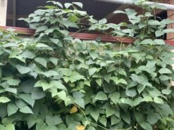 Organic Double Beans/ Tropical Lima Beans Seeds -Plants Shop 5AC85FD6 503F 4535 AC8C FBE025838A1F scaled 1