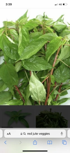 Egyptian Spinach / Jute / Rau đay đỏ (red Color) Seeds