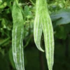 Snake Gourd Seeds -Plants Shop 60C85DC7 2369 40B7 9EB4 FD0B78C7A204
