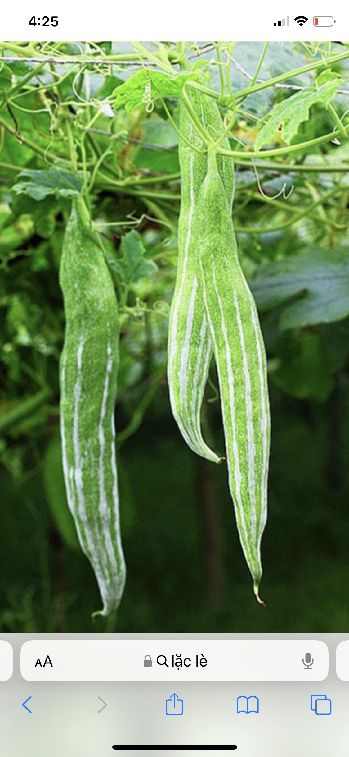Snake Gourd Seeds 3 Snake Gourd Seeds