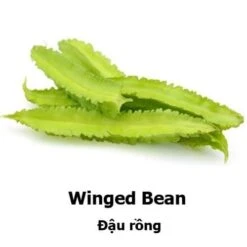 Winged Bean Seeds
