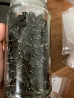 Shark Fin Melon/ Bí Vi Cá Seeds -Plants Shop 6D6E16E8 3089 4A25 AA6C B116C95FFD41 scaled 1