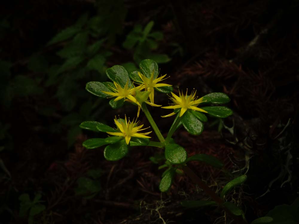 Plants Shop -Plants Shop 719