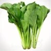 Choy Sum / Cải Ngọt Seeds -Plants Shop 75F5CC6D 8C25 4005 A511 9909E19E15E5