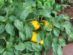 Yellow Capsicum ‘Amigo Gold’ – Capsicum Annuum Seeds -Plants Shop 7897B3E6 5B15 437C B27D 0AE1A508895F