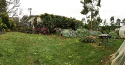 Bottlebrush, Seeds From Callistemon ‘Purple Splendour’ Seeds -Plants Shop 79557607 BAA6 4432 9293 3478A19548AC