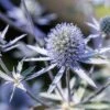 Sea Holly / Eryngium Blue Hobbit Seeds -Plants Shop 7E4AE721 10B3 45E6 9DDE C0807887508D