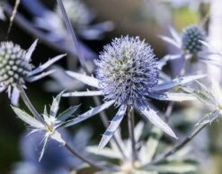 Sea Holly / Eryngium Blue Hobbit Seeds