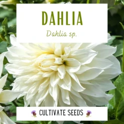 White Decorative Dahlia Seeds