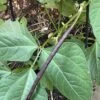 Bean, Bush Snake Bean Seeds -Plants Shop 94071A53 BC48 4244 941D 0FA9946FD901 scaled 1