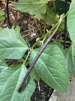 Bean, Bush Snake Bean Seeds