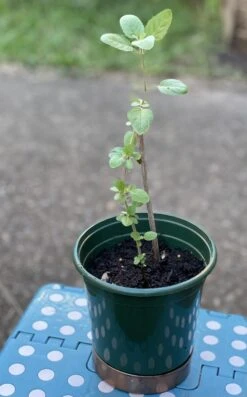 Organic Basil- Krishna Tulsi Seeds -Plants Shop 950B300A 9F73 4897 9913 C3E480621A2C scaled 1