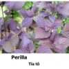 Perrila/tía Tô Seeds -Plants Shop 95CF52BB 9F17 47EF BED5 3CBF829927C4