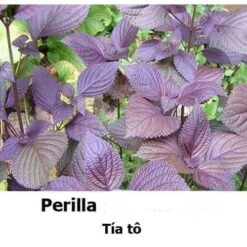 Perrila/tía Tô Seeds