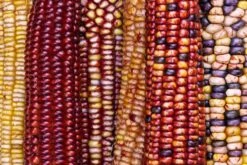 Corn – Painted Mountain Seeds 9 Corn – Painted Mountain Seeds -Plants Shop 9a5c1c74880c4adf1b3e8d73f0f2d1eb